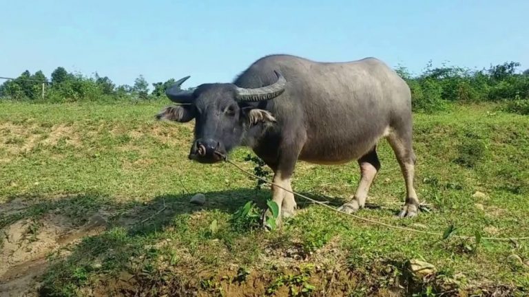 Mơ thấy trâu đánh con gì