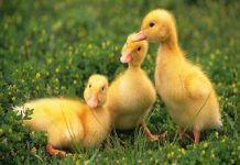 Mơ thấy vịt mang đến điềm báo gì?