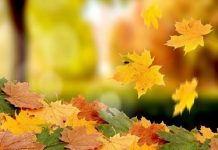 Vì sao lại mơ thấy lá rụng