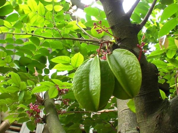 Mơ thấy cây khế đánh con gì?