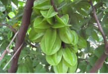 Mơ thấy cây khế điềm báo tốt hay xấu?