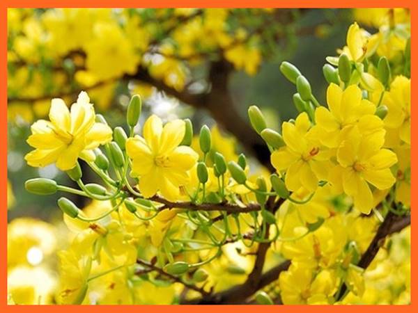 Nằm mơ thấy cây mai vàng