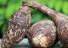 Nằm mơ thấy củ khoai môn đánh con gì - Giải mã giấc mơ