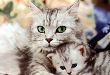Con mèo số mấy? Giải mã ý nghĩa giấc mơ thấy mèo tốt hay xấu?