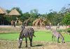 Ý nghĩa của việc nhìn thấy ngựa vằn