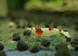 Trông thấy con tép ẩn chứa điều gì thú vị trong cuộc sống?