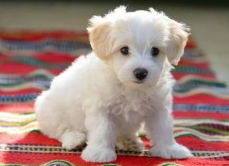 Giải mã điềm báo giấu sau việc gặp chó trắng