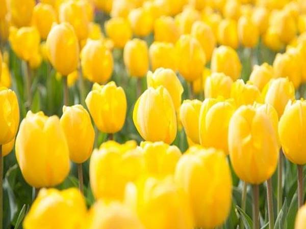 Giải mã trường hợp thấy hoa màu vàng có điềm báo gì